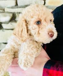 Moss creek goldendoodles is a premium home breeder of english goldendoodle puppies located in sunny central florida. Midwest Pocket Doodles
