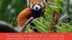 From wikipedia, the free encyclopedia. How To Handle Animal Pronouns He She Or It Writer S Digest