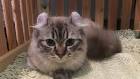 Munchkin cat price. Munchkin cost. Where to buy Munchkin ...