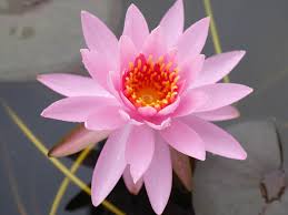 Nymphaea Peanghom Hardy Waterlilies 002
