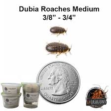Dubia Roaches: Medium 3/4 (M) (Cupped)