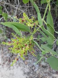Image result for Salvadora persica