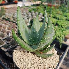 Image result for Aloe aculeata × ortholopha