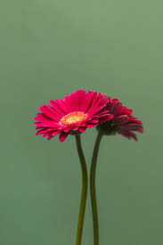 Dark pink gerbera daisy thomas grim. Pink Daisy Pictures Download Free Images On Unsplash