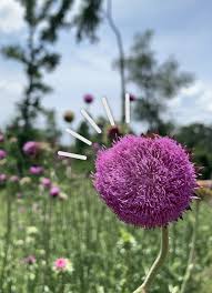 We Are Here … We Are Here … And Grateful You Are Too!