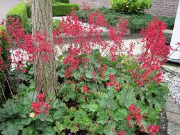 Purpurglockchen Staude Heuchera Sanguinea Leuchtkafer Pflanze Purpurglockchen Heuchera Pflege Schnitt Vermehrung Standort Purpurglockchen Pflanzen Stauden