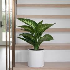Dumb Cane Tropic Snow In 2020 Plant Care Houseplant Plastic Nursery Pots House Plants
