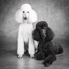 Due to our having produced standard poodle puppies for so many years, we almost never have a litter of puppies without having several deposits for litter picks (pick of the litter) on each litter we have. Portrait Of Standard Poodle Dogs Photograph By Panoramic Images