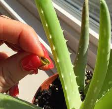 Place the cut piece on paper towel and let sit from 10 minutes to allow the dark yellow latex to drain. Natural Home Remedies To Treat A Sunburn Pomme Natural Market