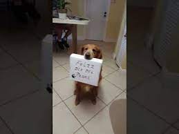 Mamá y papá esperamos con gran emoción el nacimiento de nuestros hijos, aunque la madre tenga un vínculo más cercano con el bebé no significa. Feliz Dia Del Padre Dice Este Perrito Envialo A Ese Papa Especial Youtube