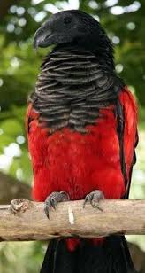 The pesquet's parrot, psittrichas fulgidus, also known as the vulturine parrot (leading to easy confusion with pyrilia vulturina from brazil), is the only member of its genus, and its genus is the only. 25 Pesquet S Parrots Ideas Parrot Pet Birds Birds