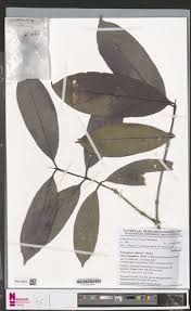 Image result for Belonophora coffeoides
