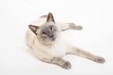 Types of Siamese Cats - 8 Siamese Cat Colors with Pictures