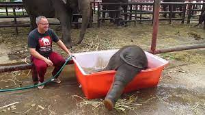 Clumsy Baby Elephant Struggles To Take Bath Baby Elephant Video Elephant Love Baby Elephant