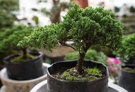 It takes a few months before the branches are set in their new position (s). How To Grow A Bonsai Tree At Home