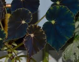 Image result for Begonia poculifera