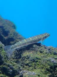 Image result for Solanum campylacanthum 'panduriforme type'