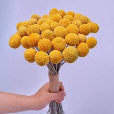 The cheerful craspedia billy balls flowers. 40pcs Natural Dried Flowers Yellow Billy Buttons Balls Bouquet Bundles Real Freshly Harvested Dry Plant Bunch Arrangements Decorate For Home Crafts Party Wedding Store Walmart Com Walmart Com