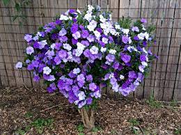 Check spelling or type a new query. How To Grow Yesterday Today And Tomorrow Plant Growing Brunsfelsia Shrub