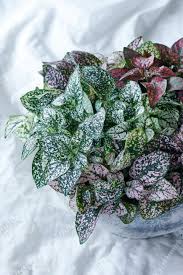 Image result for Hypoestes