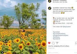 Percabangan dan ranting beserta daunnya. Ide Liburan Di Bandung Ada Bunga Matahari Mekar Di Sky Garden