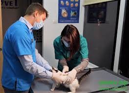 Folosinta gratuita spitalului de urgente „prof. Spital Veterinar De UrgenÅ£Ä Pentru Animalele De News Ro