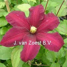 Maybe you would like to learn more about one of these? Niobe Clematis Niobe Online Kaufen