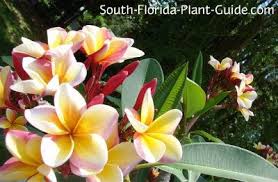 Maybe you would like to learn more about one of these? Pin On Tropical Landscaping