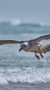 Sea Birds Of Cape Cod Seagull Bird Sea Bird Flight 720x1280 Wallpaper Sea Birds Bird Bird Wallpaper