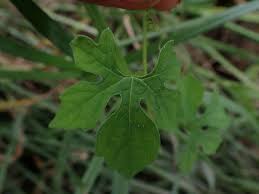 Image result for Momordica charantia