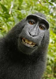 photographer left his camera unattended for a bit at a national park in indonesia and a crested black macaque monkey figured out how to operate the camera monkey selfie monkeys funny