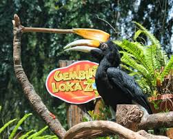 Kebun binatang ini terletak di pasar minggu, jakarta. Siapkan Zona Baru Kebun Binatang Gembira Loka Jogja Sambut Kedatangan Puluhan Hewan Asal Afrika