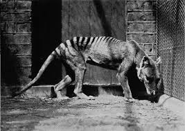 The Last Known Photographs Of The Now Extinct Thylacine Known As The Tasmanian Tiger 1933 Vintage Everyday Thylacine Tasmanian Tiger Tasmanian