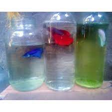 I have a rundown on how to properly take care of a betta fish. Fighting Fish Crowntail Curtaintail Combtail Shopee Philippines