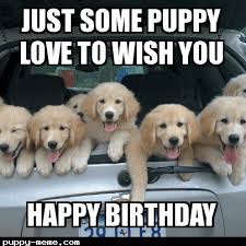 Dog Birthday Meme Related Keywords Suggestions For Happy Birthday Puppy Meme Funny Good Morning Memes Happy Birthday Puppy Puppies Funny