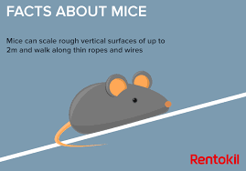 It takes two to tan. 12 Fascinating Facts About Mice