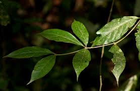 Image result for Rothmannia urcelliformis