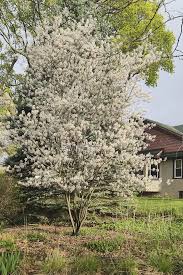 Image result for Amelanchier laevis