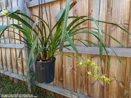 Image result for Cycnium recurvum