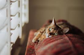 After hours emergency veterinary care you can trust. Careport Animal Hospital Veterinary Clinic In Regina Sk