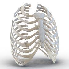 At the chest, many rib bones connect to the sternum via costal cartilage,. 3d Female Ribcage Skeleton Human Rib Cage Rib Cage Skeleton