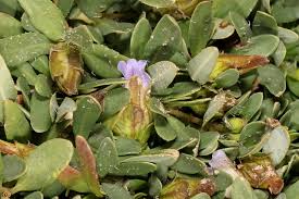 Image result for Blepharis integrifolia