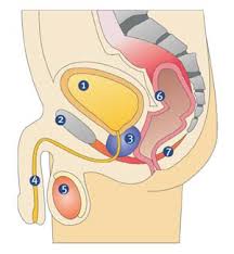 Ausbleibende ejakulation (anejakulation und retrograde ejakulation) bei der ausbleibenden ejakulation kann der mann einen orgasmus verspüren. Prostataerkrankungen Und Harninkontinenz Prostatabeschwerden
