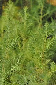 Image result for Cupressus funebris