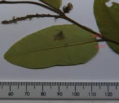 Image result for Sclerocroton oblongifolius