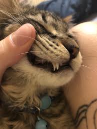 All parents go through a period when their baby's teeth are changing. My Kittens Adult Teeth Are Coming In And Now He Has Four Front Fangs Mildlyinteresting