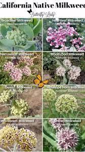 Image result for Asclepias ameliae