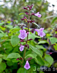 Image result for Clinopodium