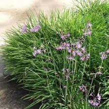 Image result for Tulbaghia fragrans