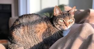 How Long Do Calico Cats Live, With 5 Important Factors